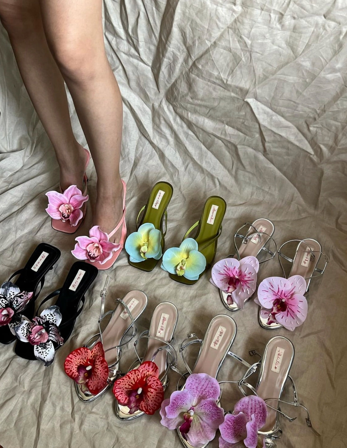 Orchid Garden Collection 🥀