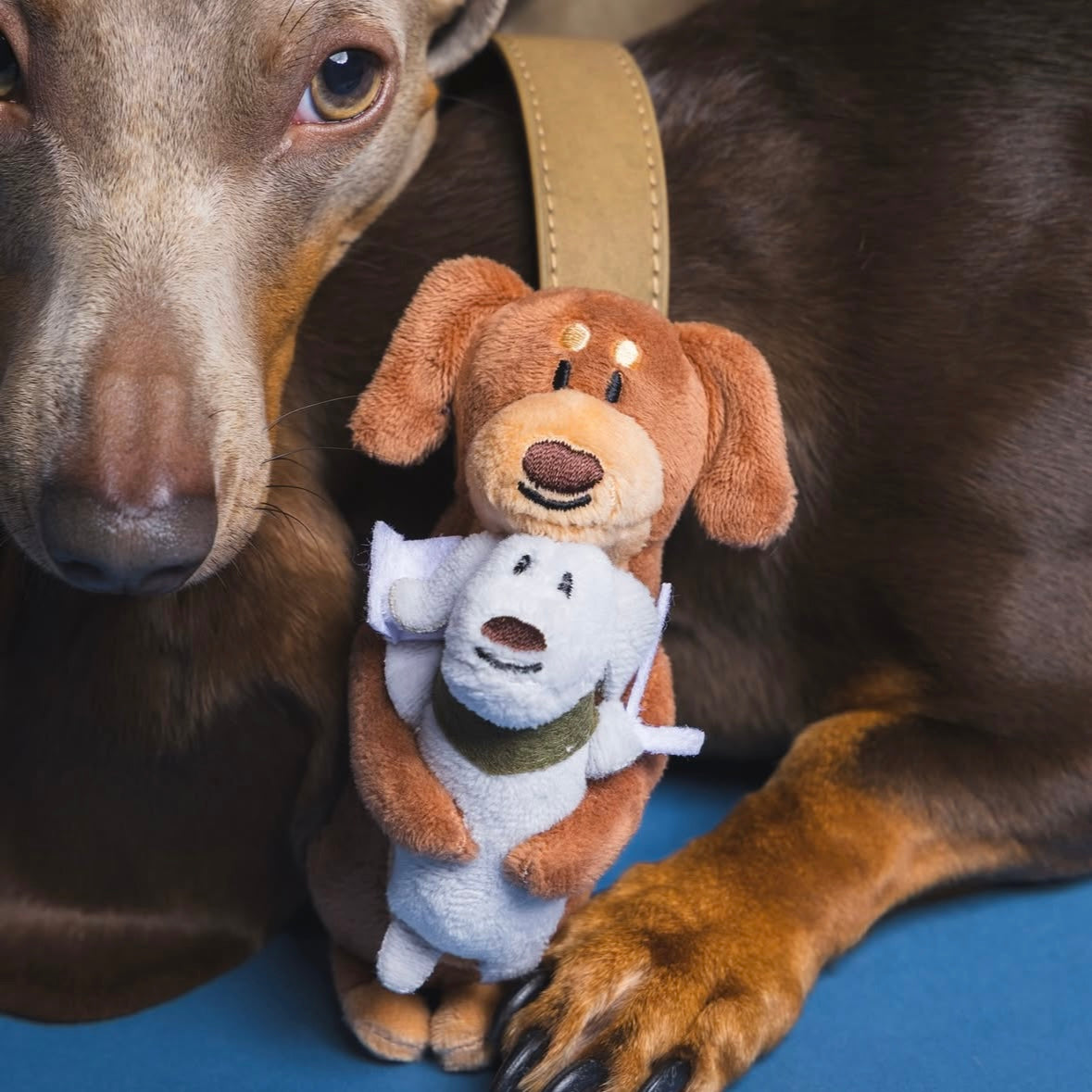 泰國臘腸狗盲盒🐶